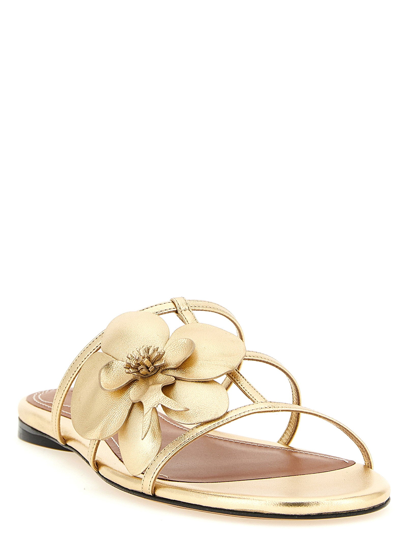 Zimmermann Zimmermann Orchid Slides